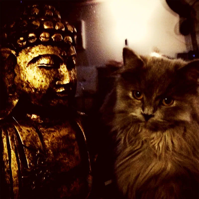Lili, eine graue Langhaarkatze, sitzt neben einer goldenen Buddha-Figur